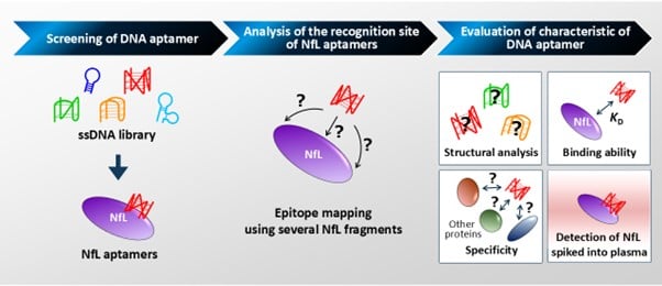 Researchers Develop First DNA Aptamers That Bind Alzheimer’s Blood Biomarker Neurofilament Light Chain