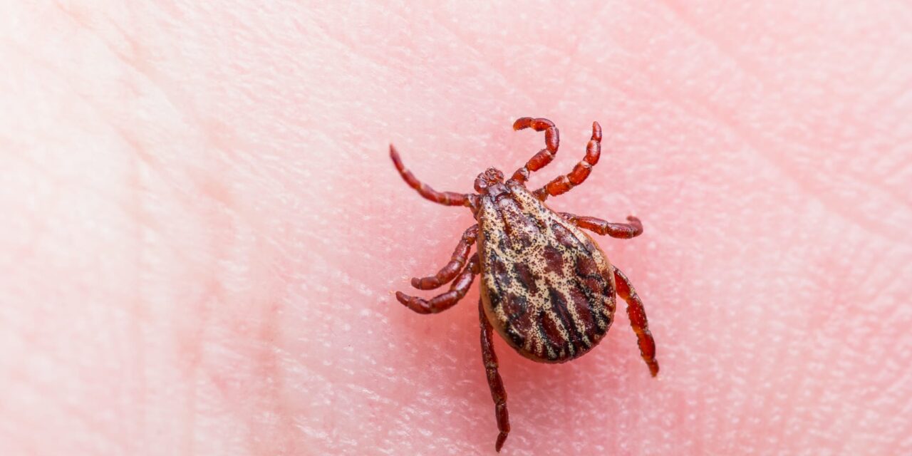 Common Lyme Disease Tests Miss Majority of Early Cases, Study Finds