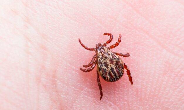 Common Lyme Disease Tests Miss Majority of Early Cases, Study Finds