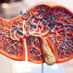 Blood Test Outperforms Ultrasound in Early Liver Cancer Detection, Study Finds