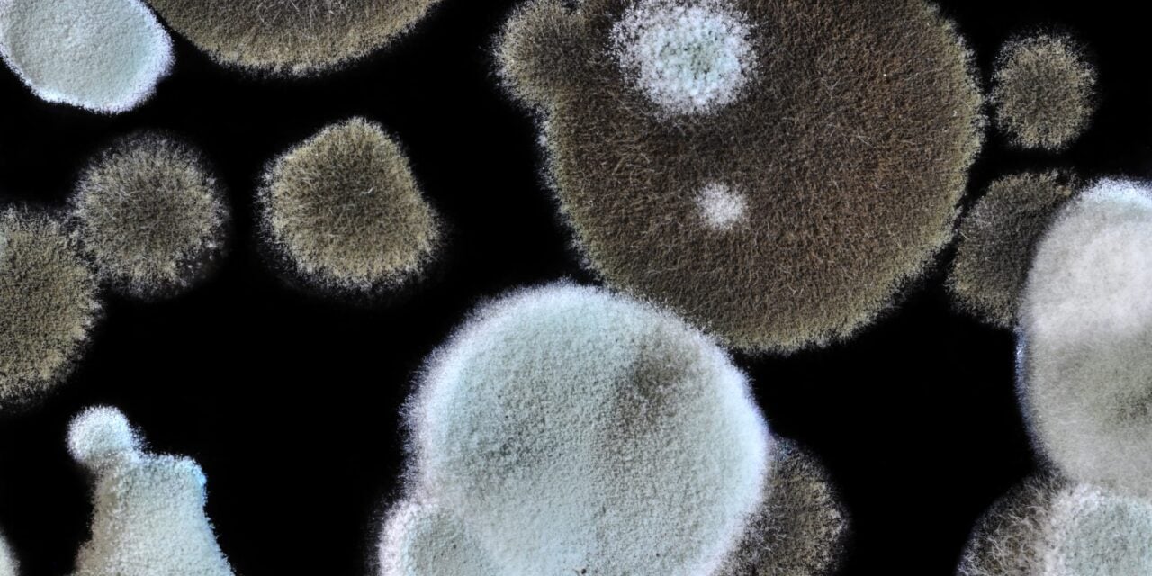 FDA Grants Breakthrough Designation to Liquid Biopsy for Invasive Mold Infections