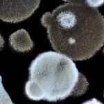 FDA Grants Breakthrough Designation to Liquid Biopsy for Invasive Mold Infections