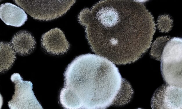 FDA Grants Breakthrough Designation to Liquid Biopsy for Invasive Mold Infections