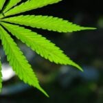 Hair Drug Test Positivity Reaches 19.1% Among US Workers