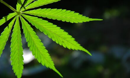 Hair Drug Test Positivity Reaches 19.1% Among US Workers
