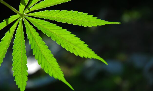 Hair Drug Test Positivity Reaches 19.1% Among US Workers