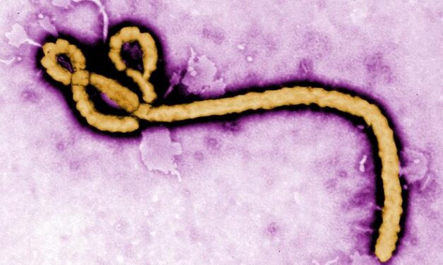 Multicenter Lab Network Evaluates Four Bundibugyo Virus PCR Assays in Two Weeks