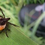 Single-Tier Lyme Disease Test Improves Detection in Early Infection