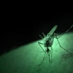 Federal Directive Spurs R&D Focus on Rapid Diagnostics for Vector-Borne Diseases